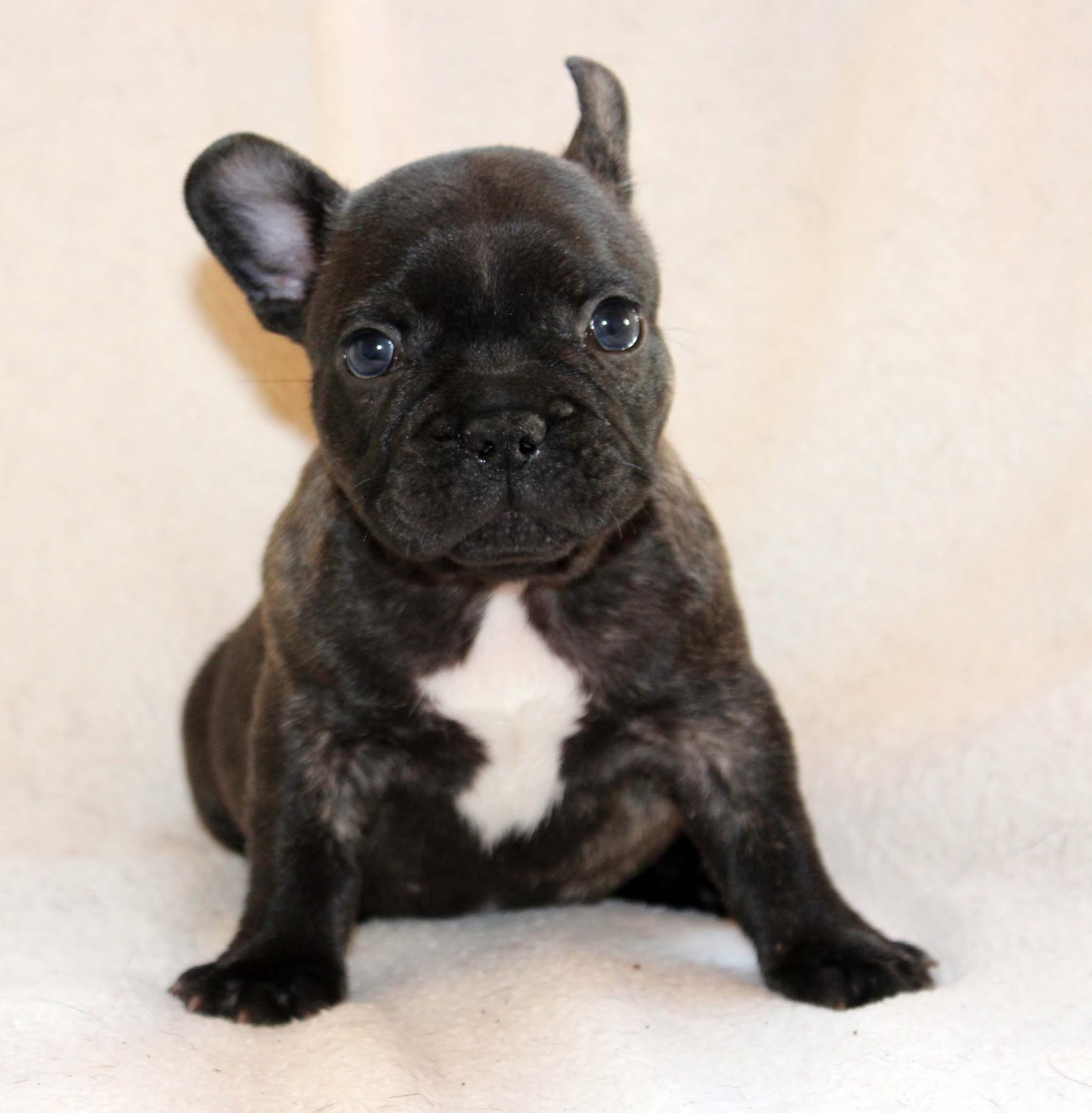 Fayme French Bulldogs: Elvis