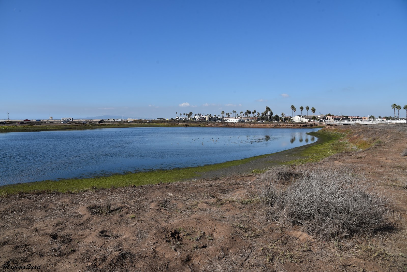 Mamma Quail Hiking California High Season at the Bolsa Chica