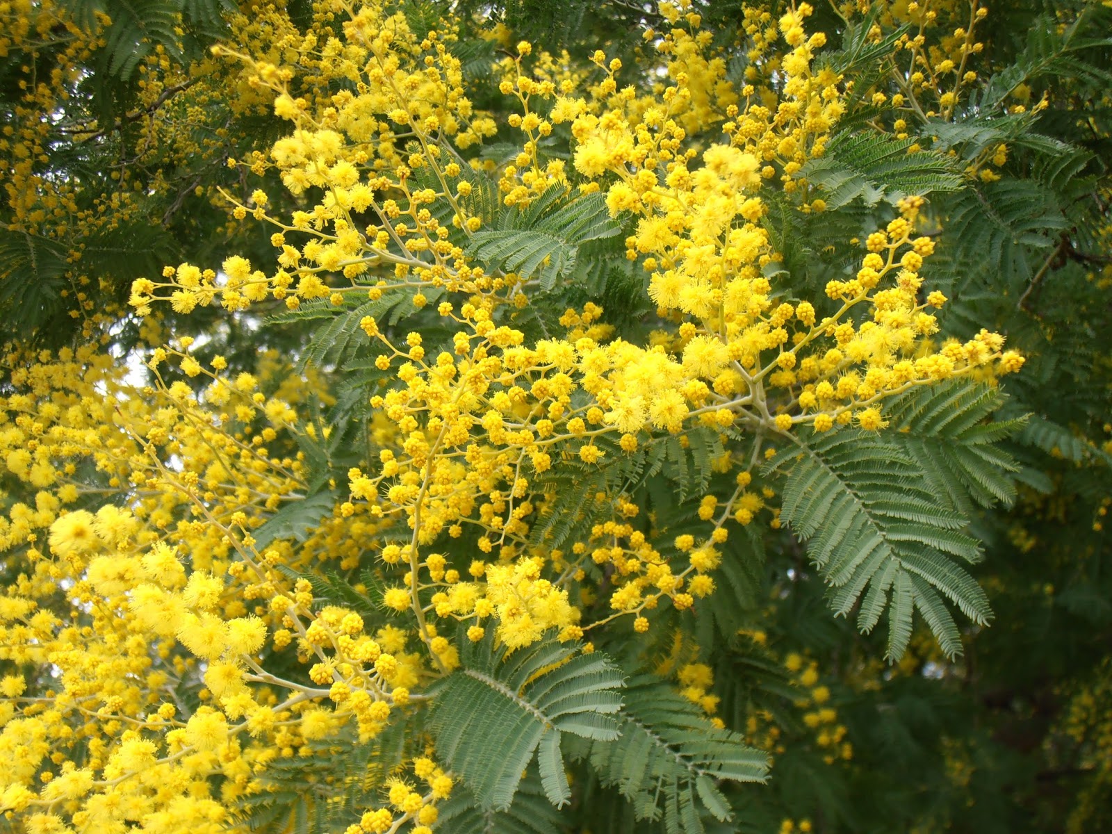 MIMOSA: Acacia dealbata | Plantas rioMoros