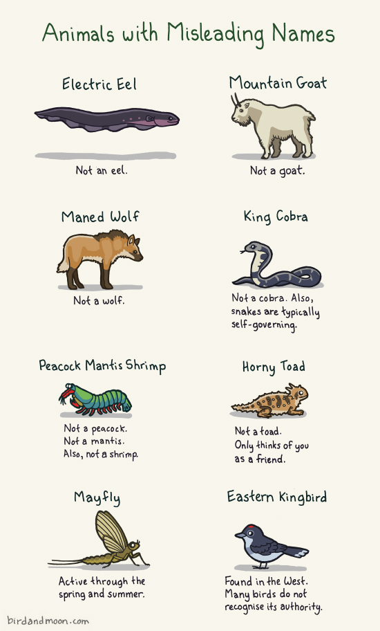 female bird names birds of prey
