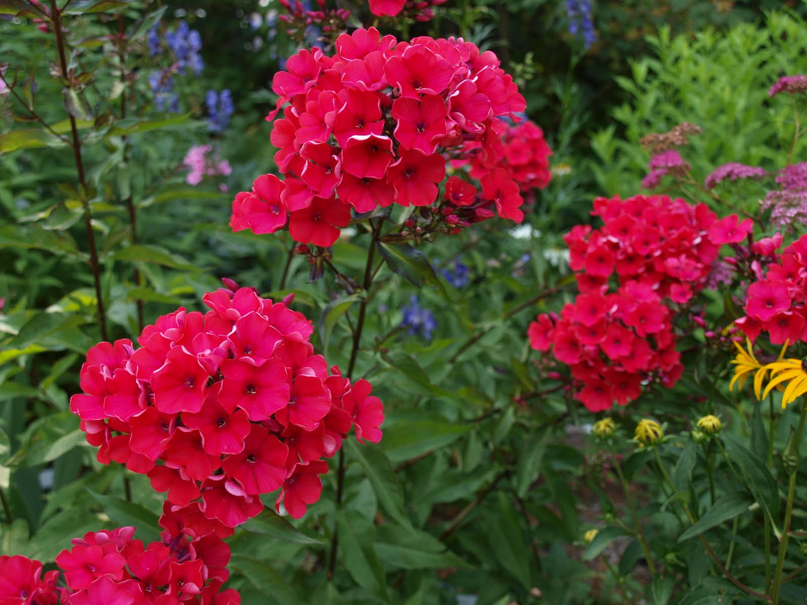 My Cottage Garden: August 2011