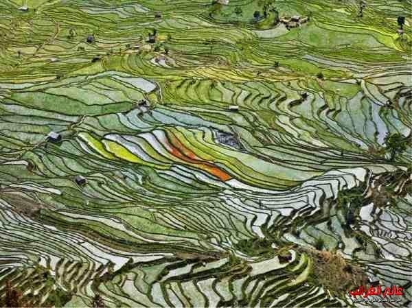 زراعة الأرز في مقاطعة يونان، الصين