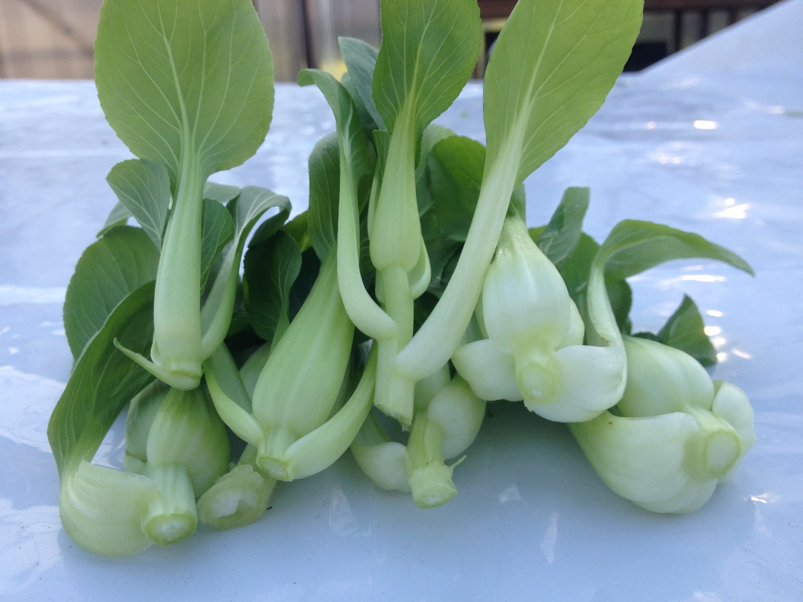 wintergreens: Baby pak choi, a semi-failure
