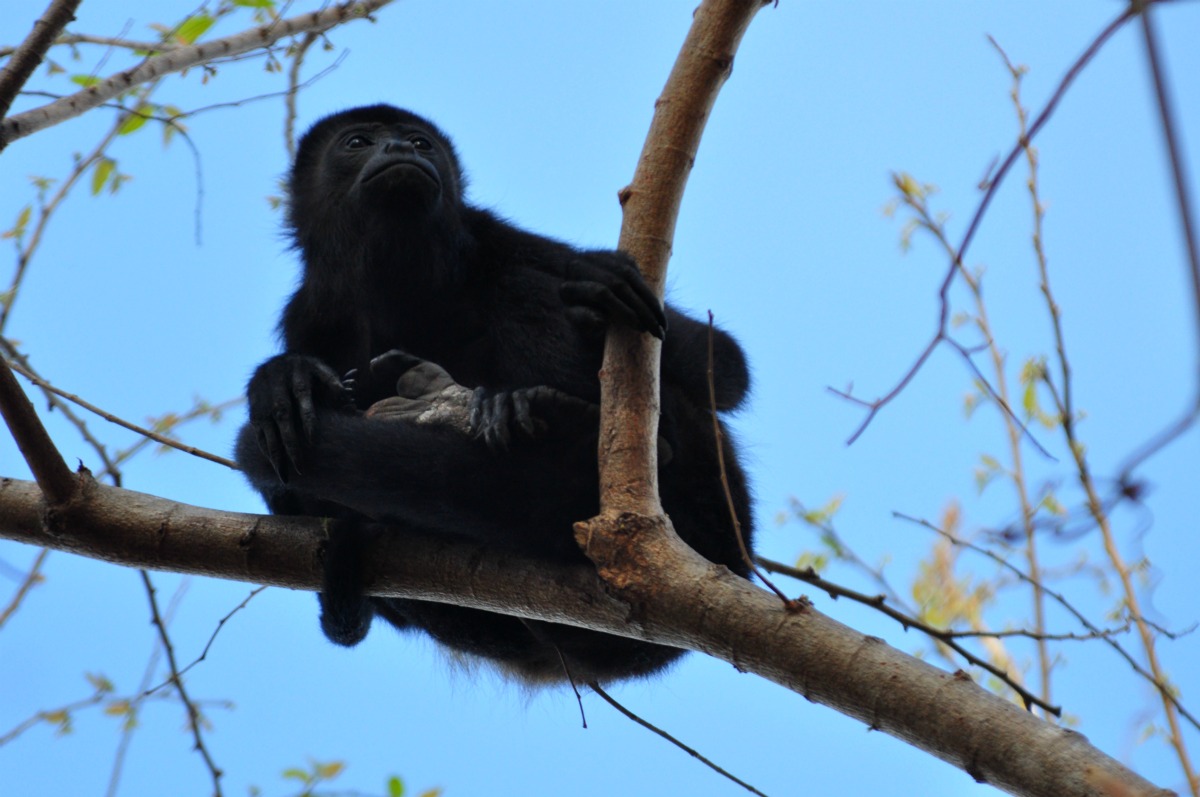 A Tree Falling Costa Rican Mammals