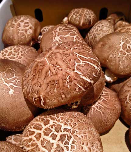 Super healthy shiitake Japan's cultivated mushroom of choice