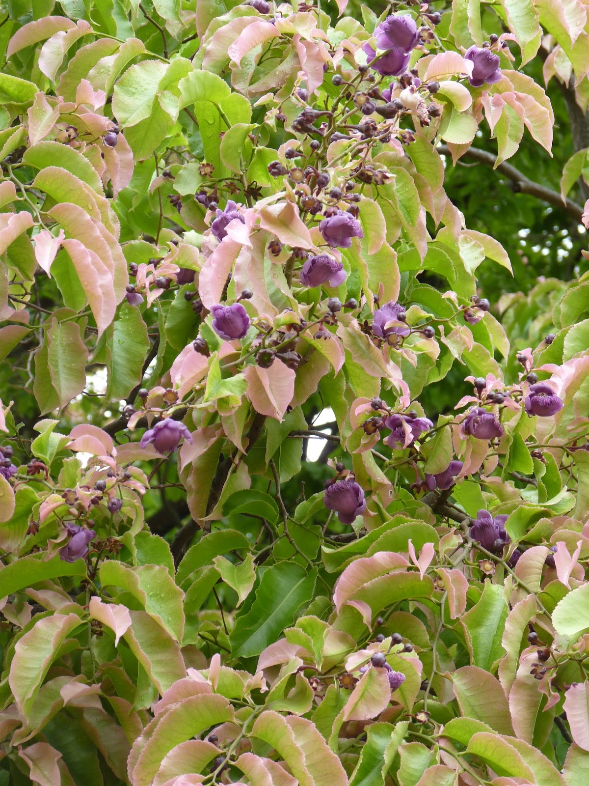 Arboretum Arboles Fantasticos El Lecythis Pisonis lecythis pisonis