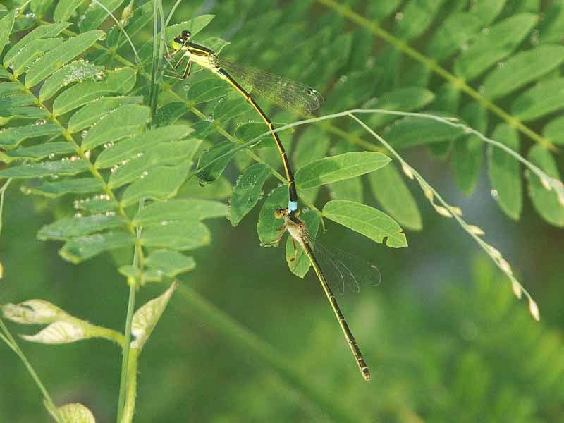 male and female damselfly hooked together