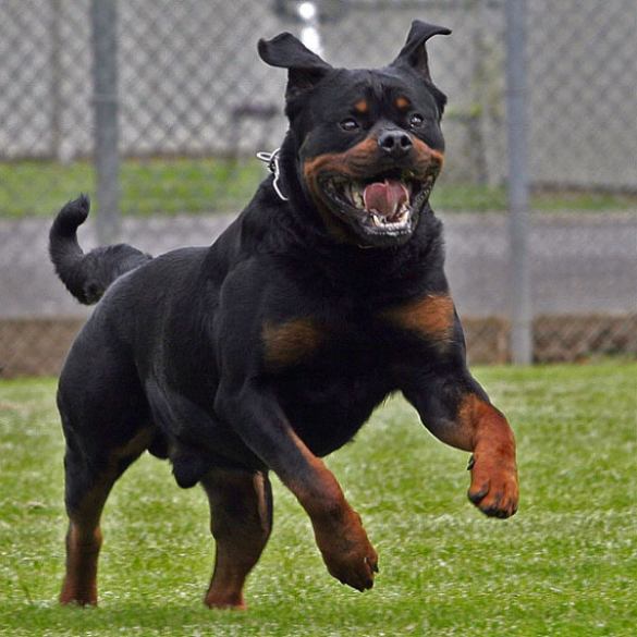 Dachshund Dog American Rottweiller dachshund-dog-american-rottweiller