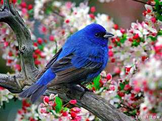 صور طيور جميلة , اجمل صور طيور