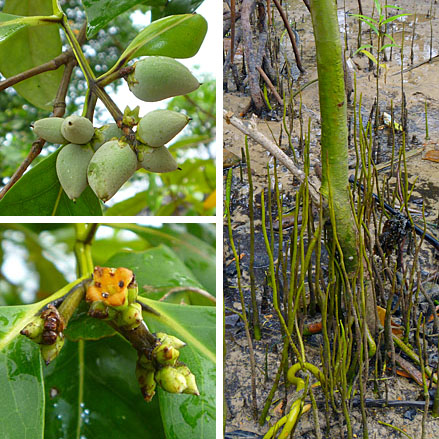 wild shores of singapore: Rare mangroves at Pulau Semakau, and sea anemones
