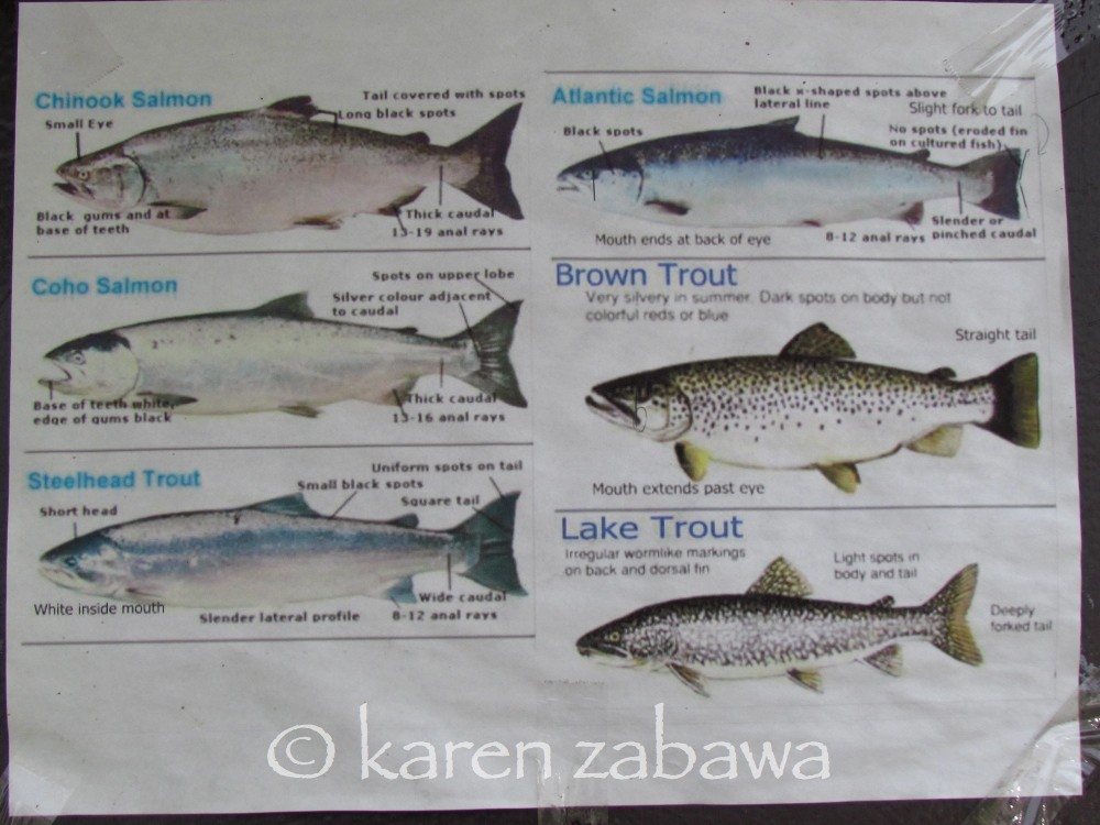 Snapshot Travel Blog: Great Ontario Salmon Derby 2011 Port Credit ...