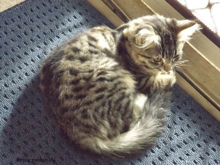 the cat sat on the mat