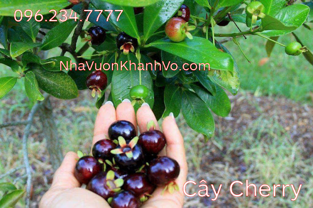 Cây ăn trái độc- Cây cherry brazil --> click xem chi tiết. Cay-cherry-khanh-vo-6