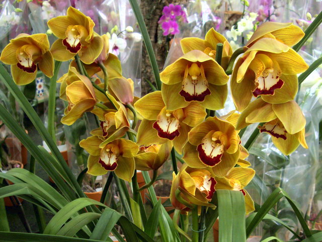 Plantas y flores: Orquídeas