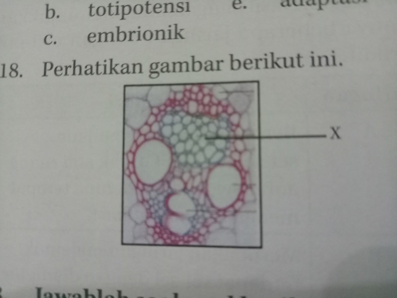 Buku Biologi Kelas Xi Soal Dan Pembahasan Biologi Kelompok 2 Renika Pramesti