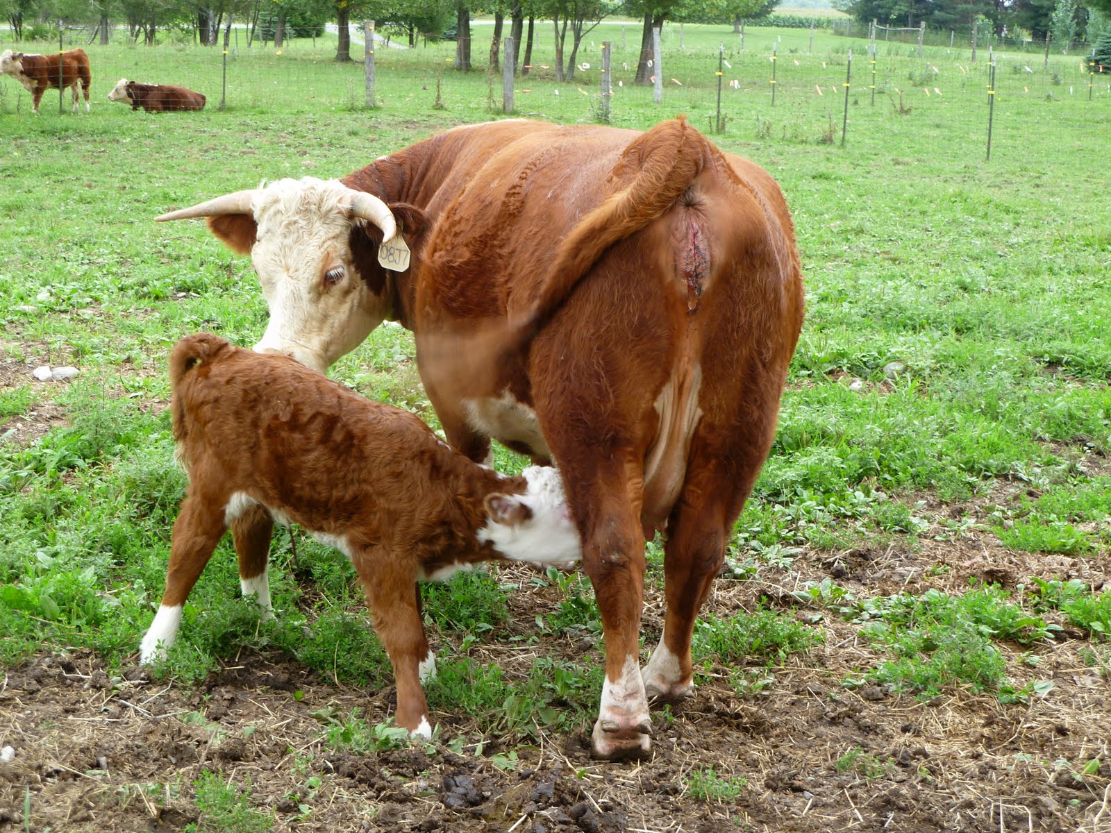 Middleground Miniature Herefords Meet The Newest And Last Miniature