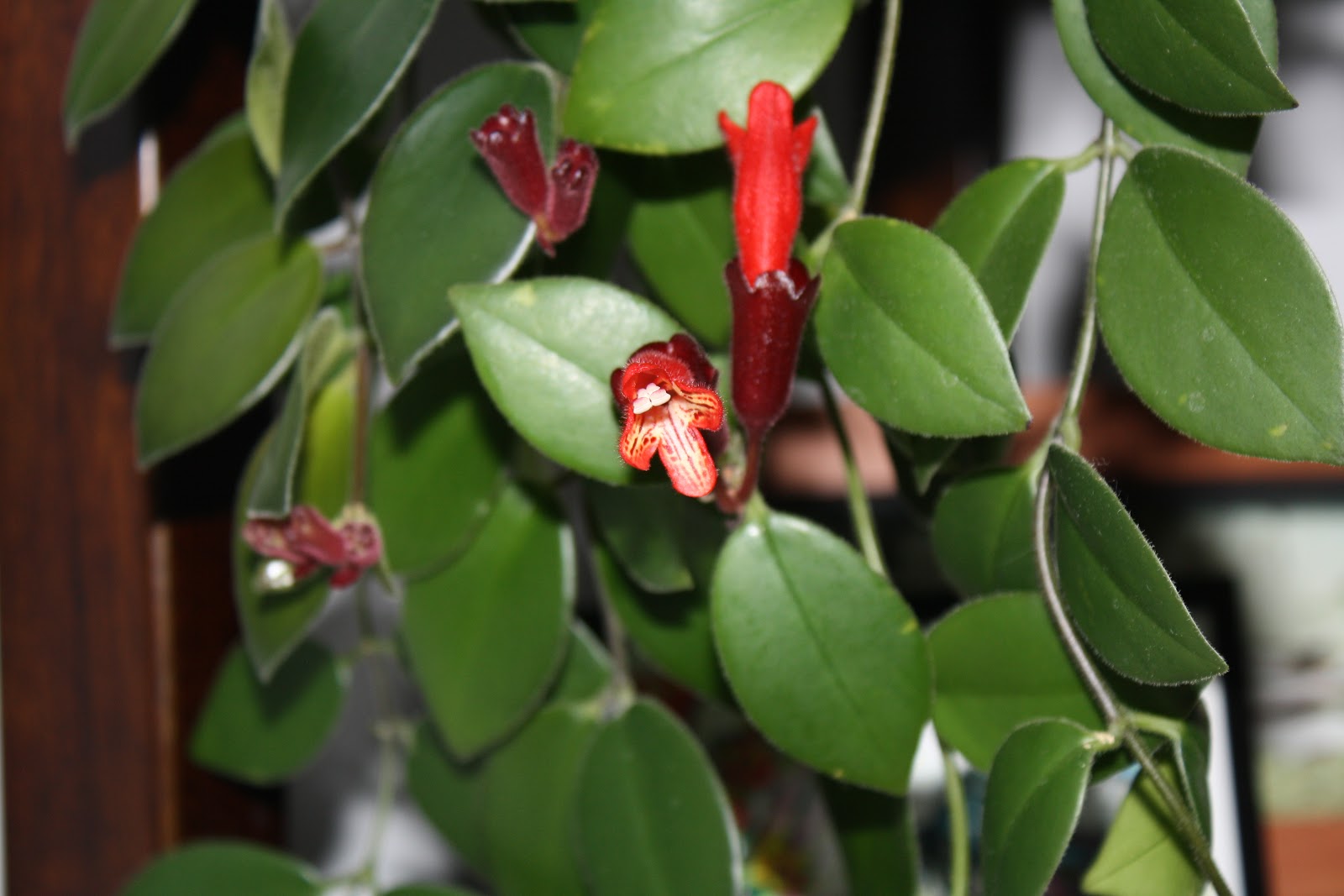 My wacky journey thru time... Lipstick Plant