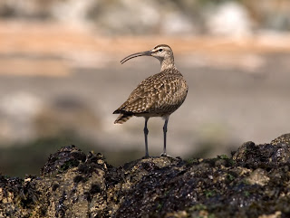 Image of a Whimbrel