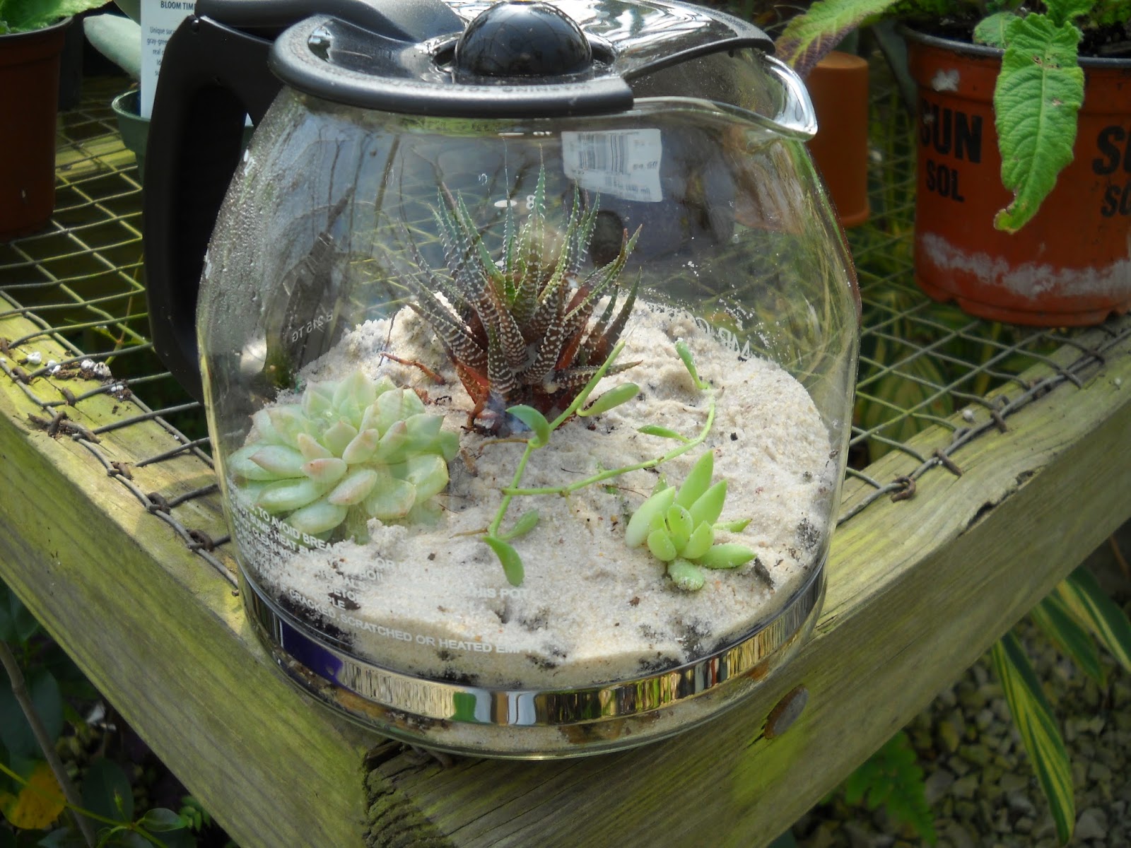 Gold Hill Plant Farm Terrariums Made From Coffee Pots