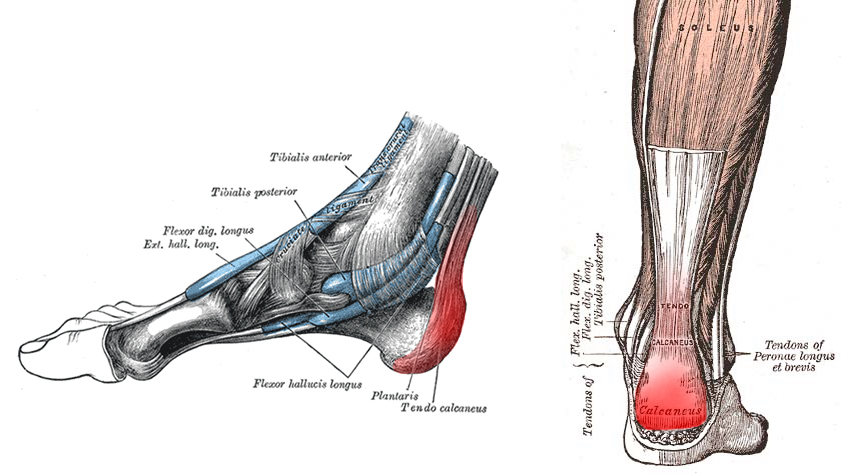 Injury Series: Flat eccentric heel drops for insertional Achilles ...