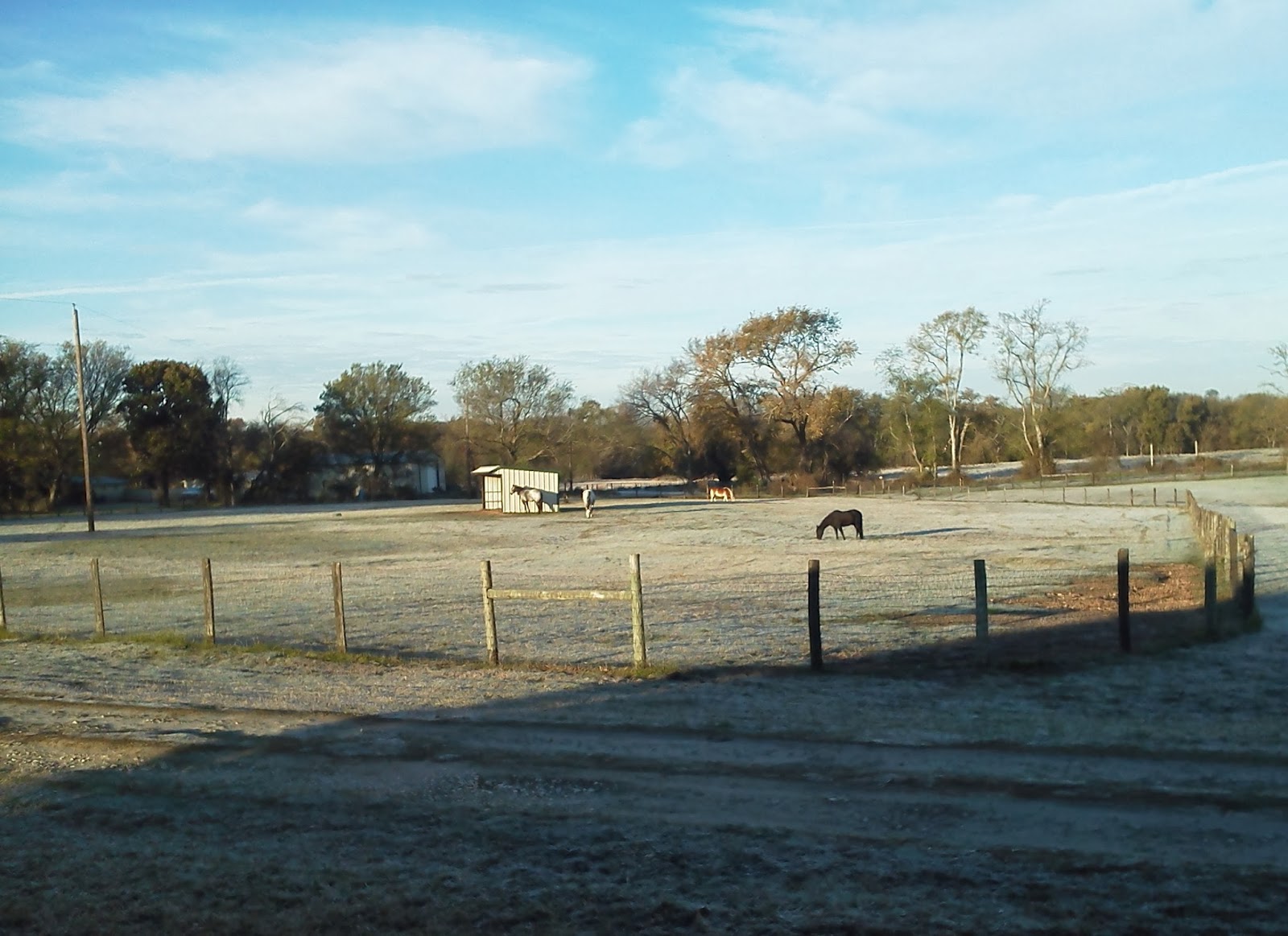 Shadow Ranch Therapeutic Riding Center: Just Pics