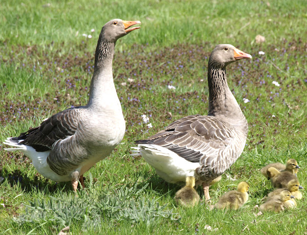 raising geese, how to start raising geese, how to raise geese, guide for raising geese, information about raising geese, raising geese information, raising geese guide, beginners guide for raising geese