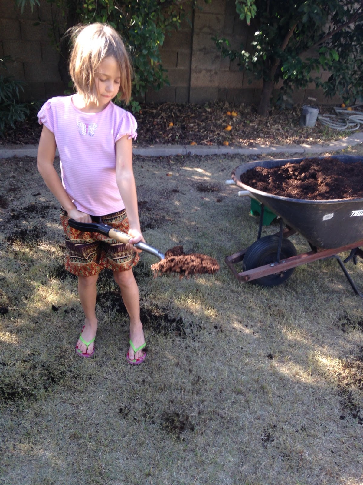 Renaissance Dad Manure and Memories 8 Easy Steps for a Great Winter Lawn