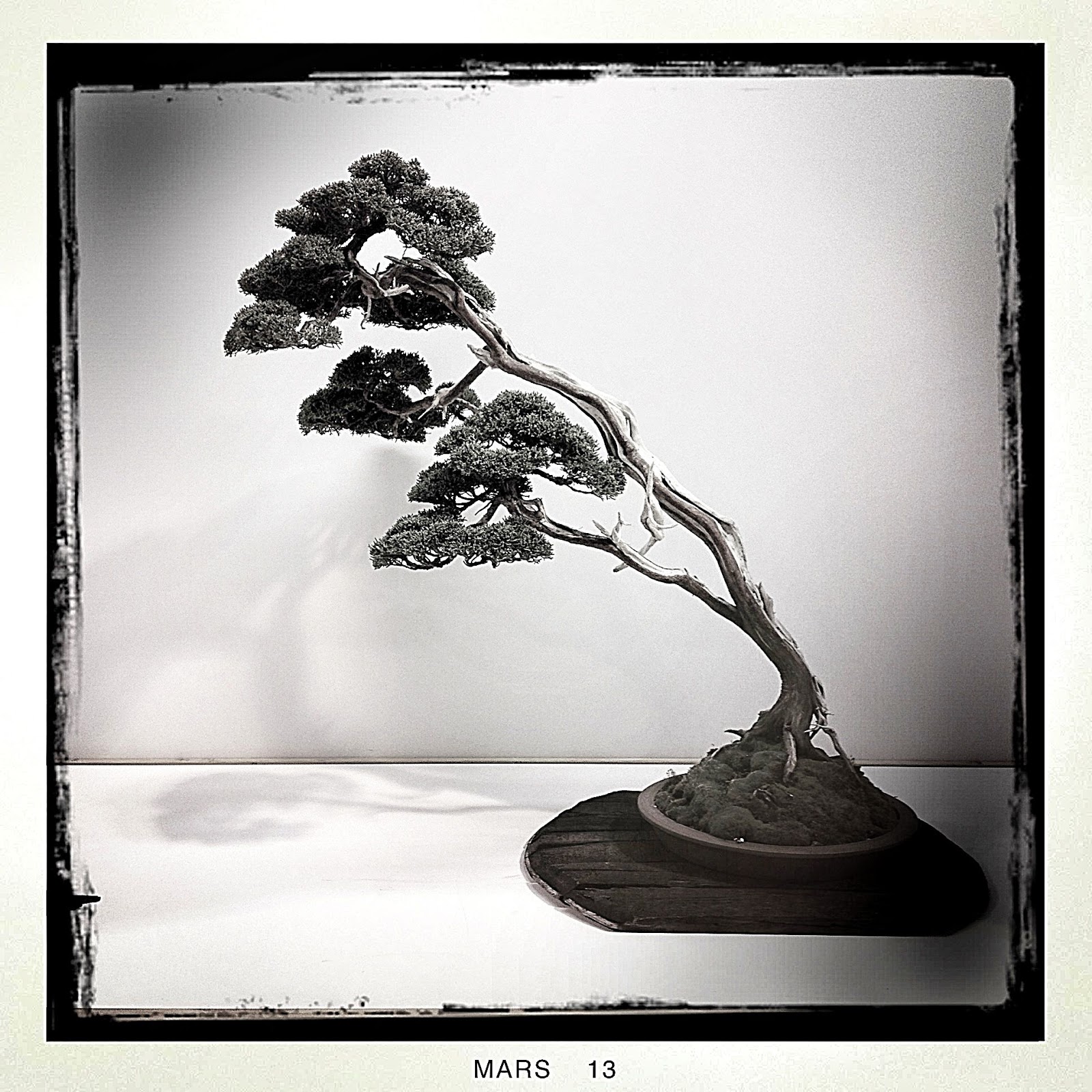 FeelSpiritl'Esprit de Phil.[Bonsaï] EBA Bonsai Exposition