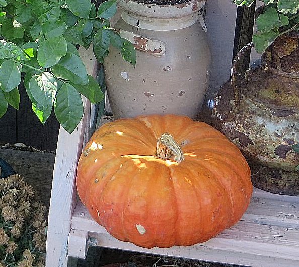 fairytale  pumpkin