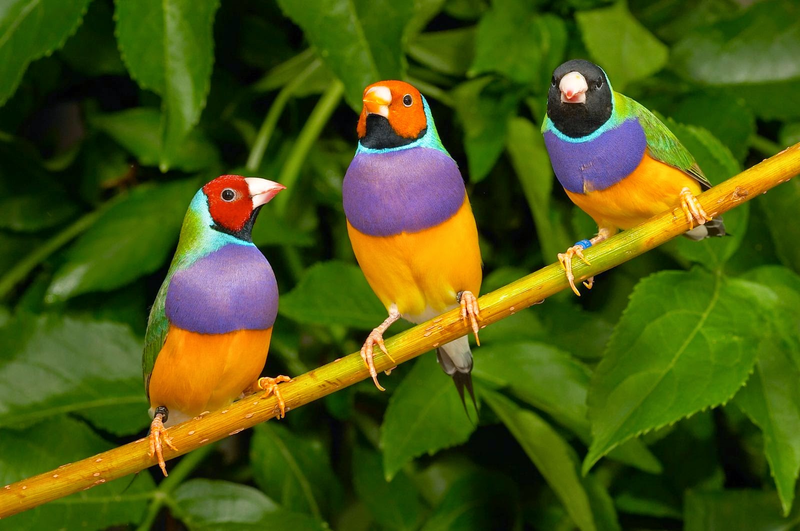 Pajaro mas peligroso del mundo