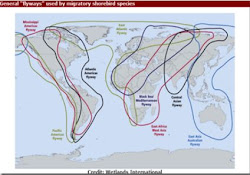 avian migratory migration flu birds bird flyways north hpai africa diary between spread rpts swans whooper mongolia transmit sci china