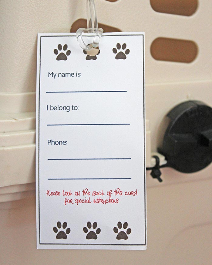 Free Printable Pet Emergency Card For A Cat Travel Kit Sunny Day Family Free Printable Pet Emergency Card For A Cat Travel Kit Sunny Day Family