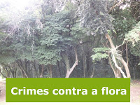 Crimes contra a flora Crimes contra a flora