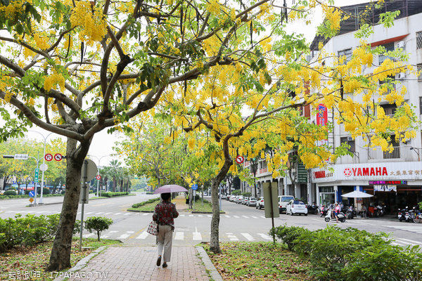 台中南區|2019興大路綠園道阿勃勒|黃金阿勃勒大道|散步賞黃金雨 台中南區|2019興大路綠園道阿勃勒|黃金阿勃勒大道|散步賞黃金雨
