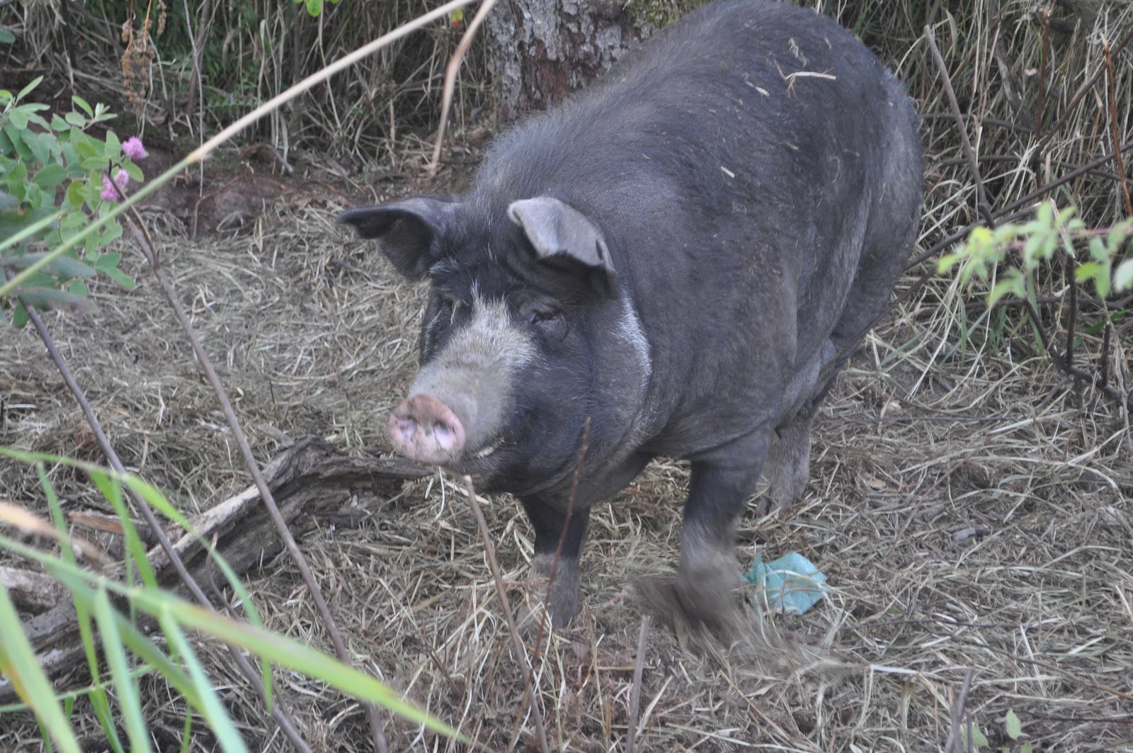 meat: The mean white-faced pig farrows
