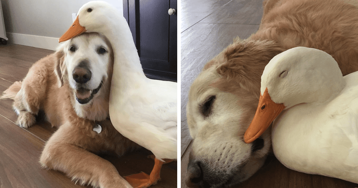 Heartwarming Pictures Of A Friendship Between A Dog And A Duck
