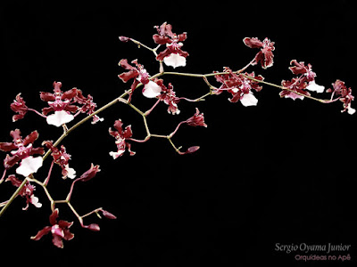 Orquídea Oncidium Sharry Baby 'Sweet Fragrance'