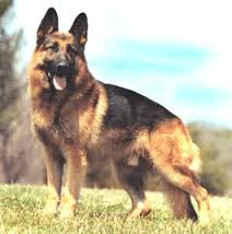 Pastor alemao capa preta adulto Clearance