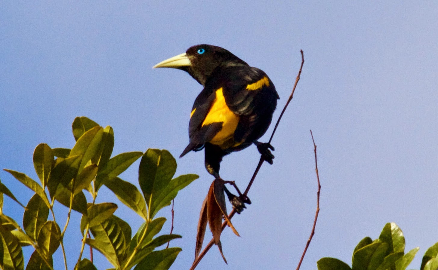 Minha Câmera, Seus Pássaros Xexéu (Cacicus cela) Yellowrumped Cacique