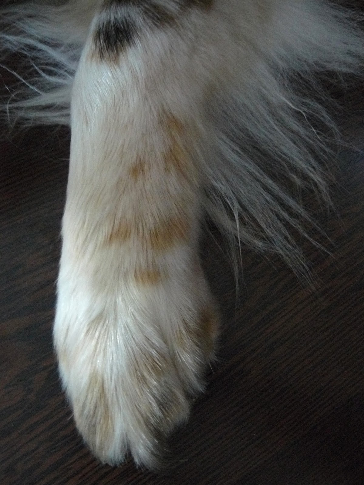 Cocker, Lifestyle and more [Gastbeitrag] Wird ein Hund zum neuen Hobby?&hellip;