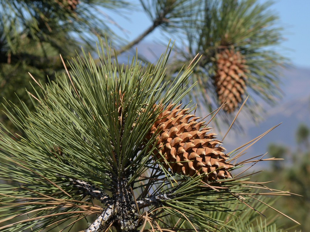 Pinus Coulteri 50 Coulter Pine Tree Seeds