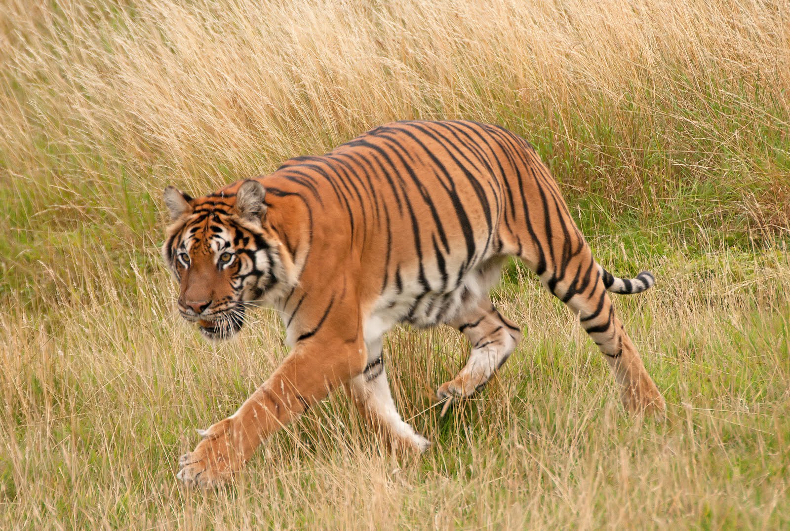 Anthony Miners Wildlife Photos: Bengal Tigers