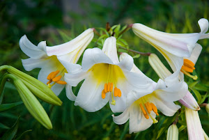 Lillies photo by Aaron Springston