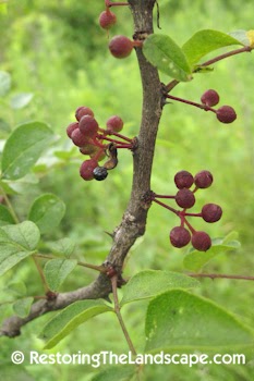 Restoring The Landscape With Native Plants: Native Plant of the Week ...