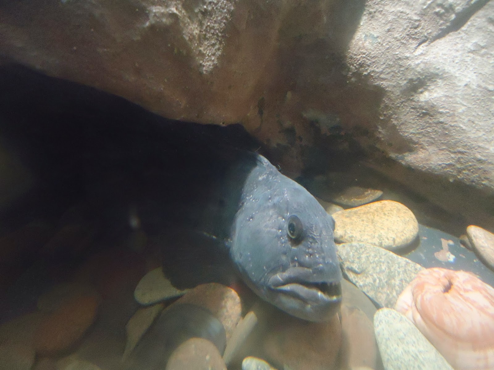 Huntsman Marine Science Centre: Ocean Takeout