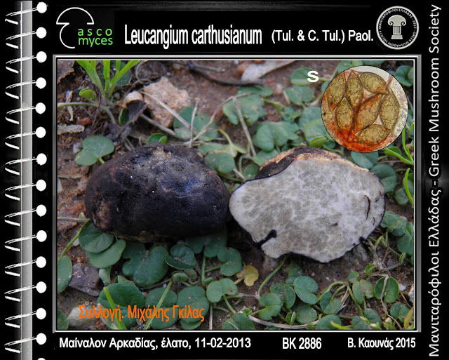 Leucangium carthusianum (Tul. & C. Tul.) Paol.