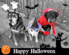 rescue dogs dressed up for Halloween