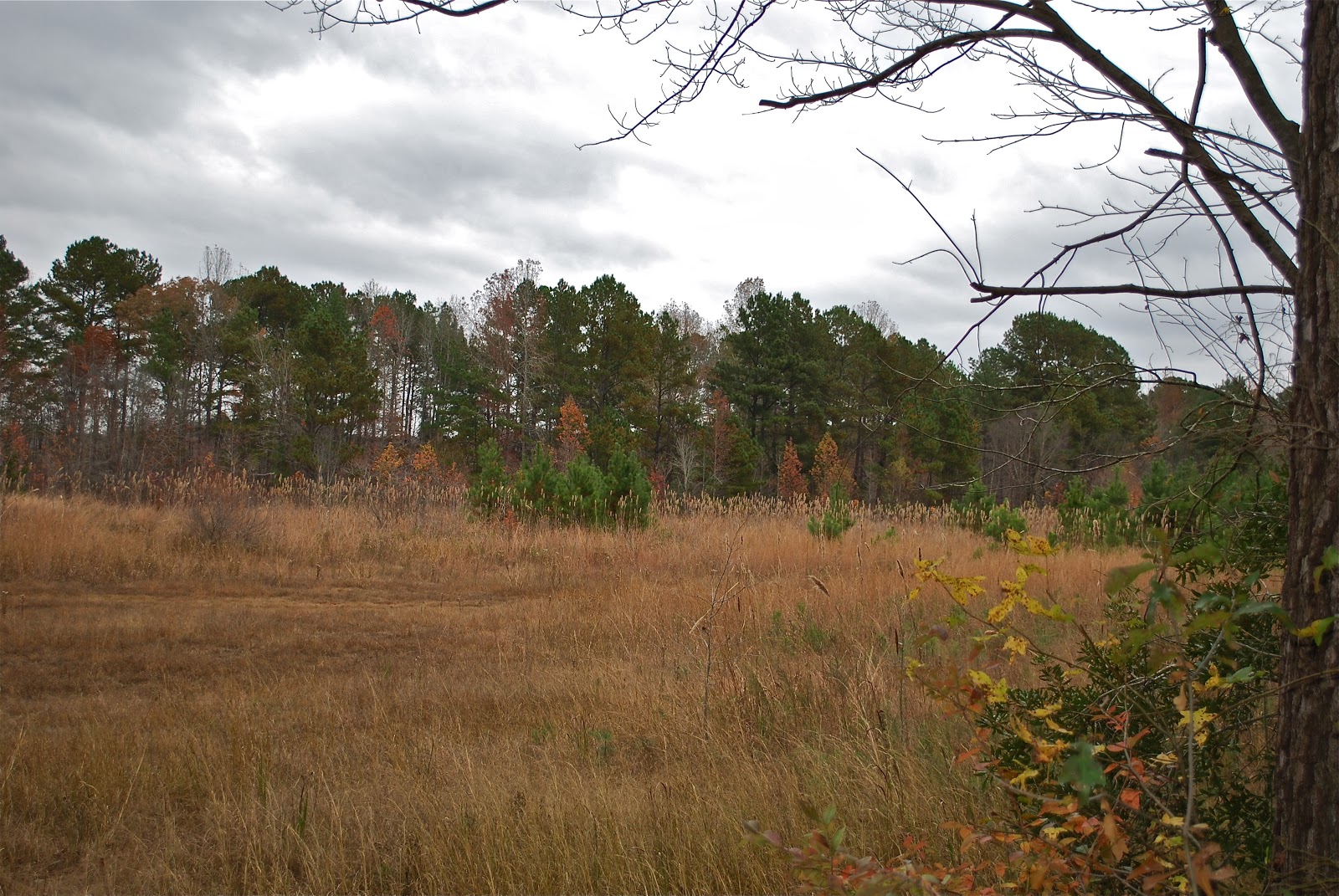 BLUE SKY AHEAD Fayetteville/Wade KOA, NC