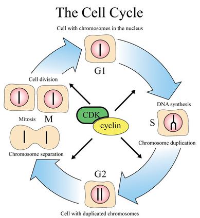 Genetic Engineering Info Biology Diagrams
