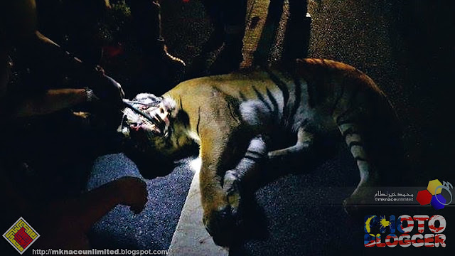 Harimau Belang Mati Dirempuh MPV Di LPT2